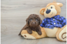 Funny Mini Labradoodle Poodle Mix Pup