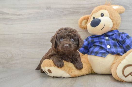 Funny Mini Labradoodle Poodle Mix Pup
