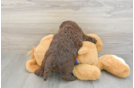 Energetic Labrapoo Poodle Mix Puppy