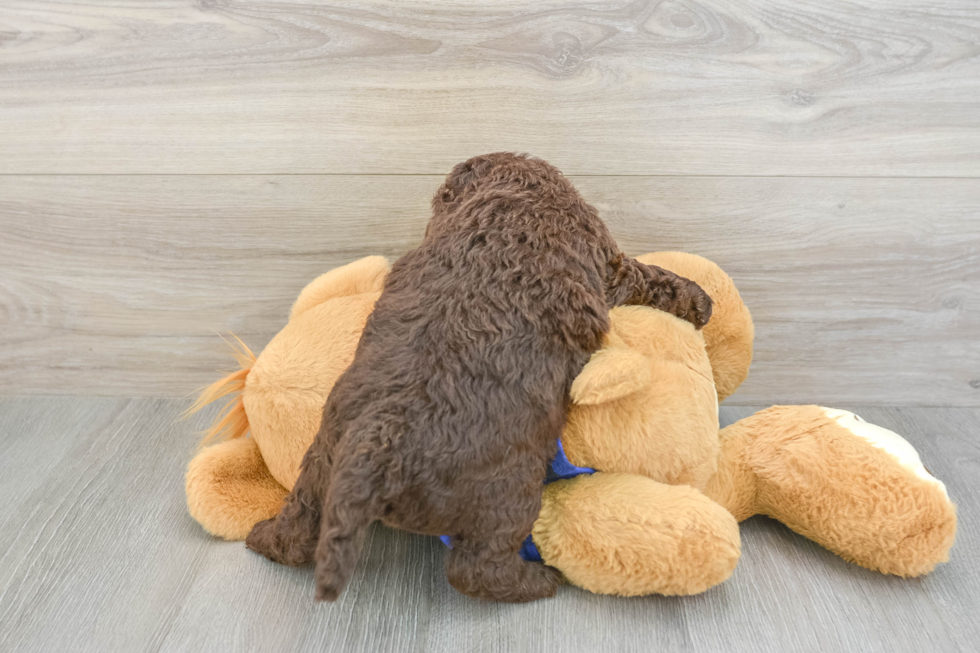 Energetic Labrapoo Poodle Mix Puppy