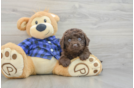 Energetic Labrapoo Poodle Mix Puppy