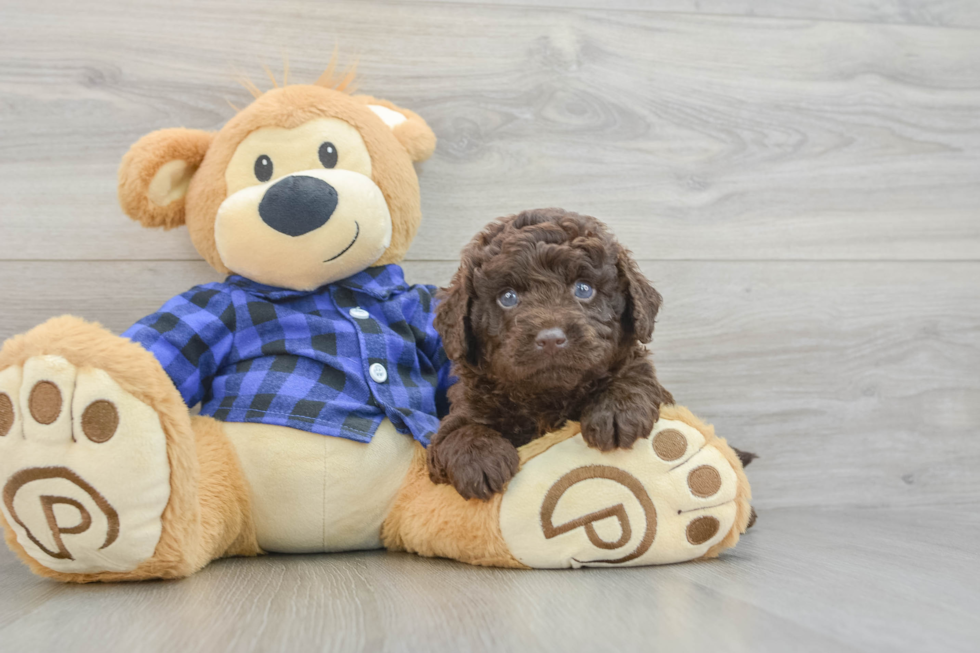 Energetic Labrapoo Poodle Mix Puppy