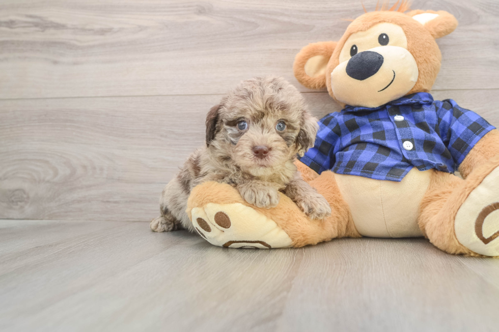 Mini Labradoodle Pup Being Cute