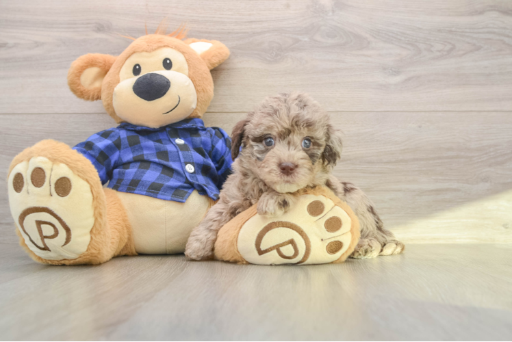Mini Labradoodle Puppy for Adoption