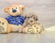6 week old Mini Labradoodle Puppy For Sale - Lone Star Pups