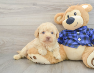 7 week old Mini Labradoodle Puppy For Sale - Lone Star Pups