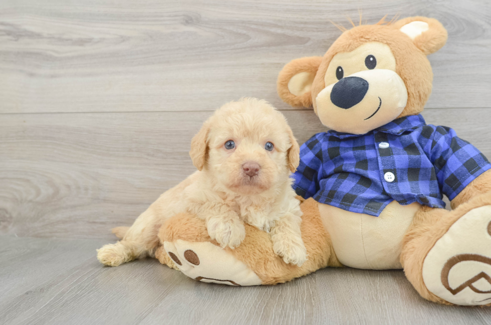 6 week old Mini Labradoodle Puppy For Sale - Lone Star Pups