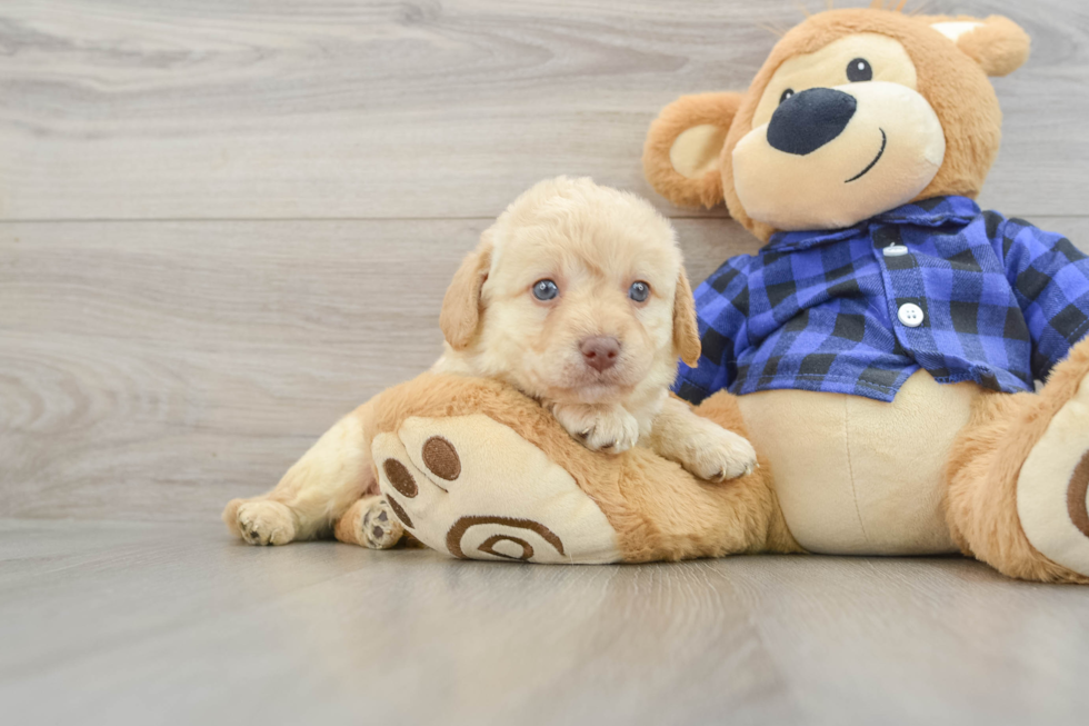 Smart Mini Labradoodle Poodle Mix Pup