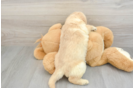 Popular Mini Labradoodle Poodle Mix Pup