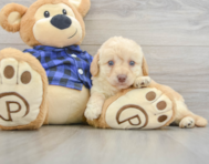 7 week old Mini Labradoodle Puppy For Sale - Lone Star Pups