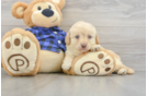 Smart Mini Labradoodle Poodle Mix Pup