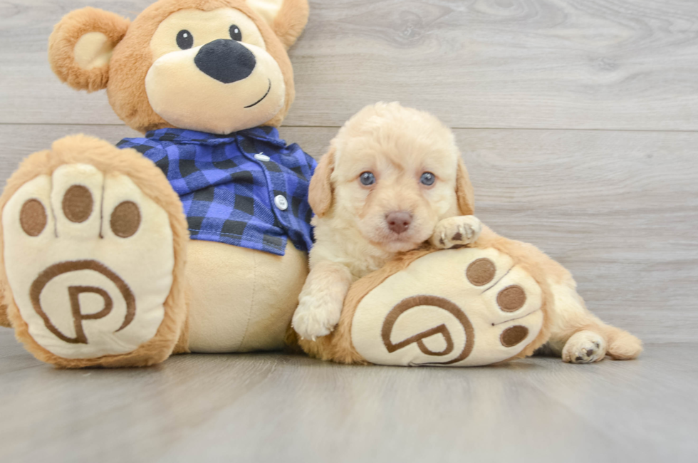 6 week old Mini Labradoodle Puppy For Sale - Lone Star Pups