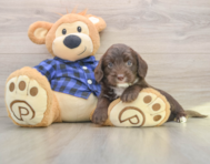 5 week old Mini Labradoodle Puppy For Sale - Lone Star Pups