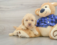 8 week old Mini Labradoodle Puppy For Sale - Lone Star Pups