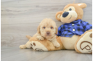 Small Mini Labradoodle Baby