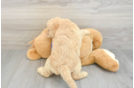 Best Mini Labradoodle Baby