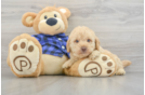 Best Mini Labradoodle Baby