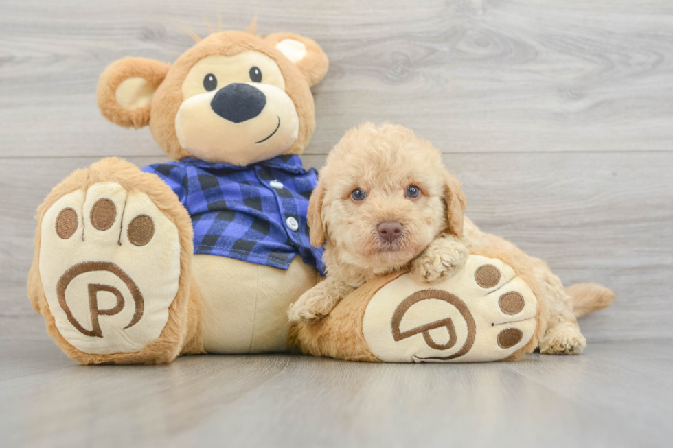 Best Mini Labradoodle Baby