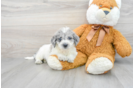 Mini Labradoodle Puppy for Adoption
