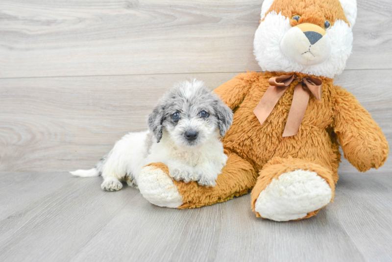Meet Sue - our Mini Labradoodle Puppy Photo 1/3 - Lone Star Pups