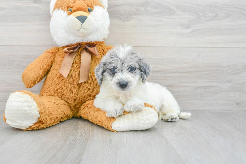 Meet Sue - our Mini Labradoodle Puppy Photo 3/3 - Lone Star Pups