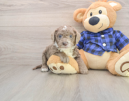 7 week old Mini Labradoodle Puppy For Sale - Lone Star Pups