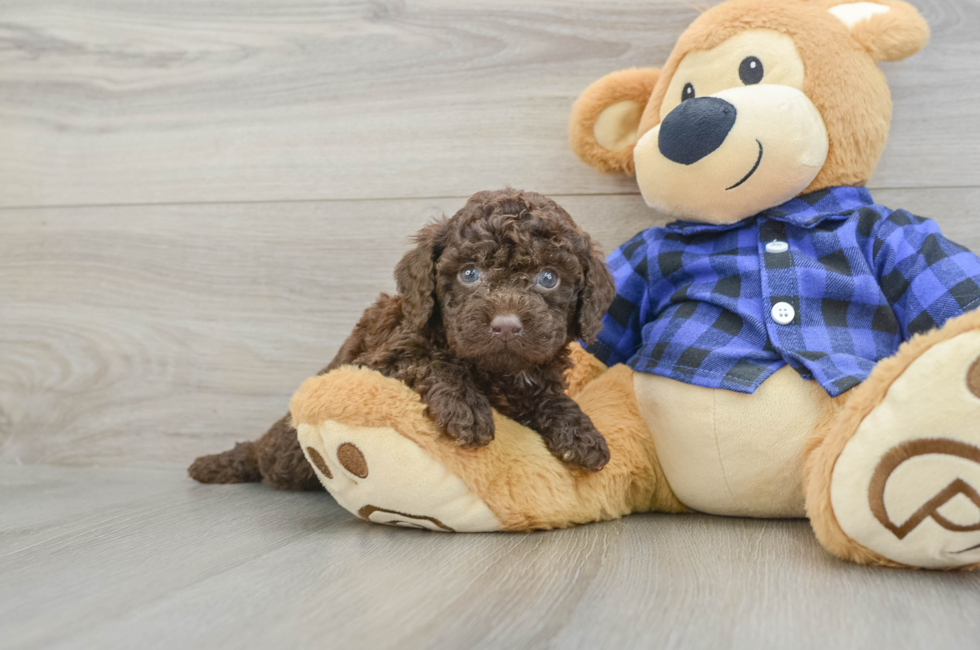 6 week old Mini Labradoodle Puppy For Sale - Lone Star Pups