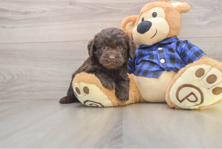 Mini Labradoodle Puppy for Adoption