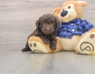 7 week old Mini Labradoodle Puppy For Sale - Lone Star Pups