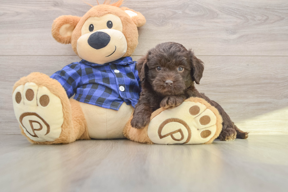 Best Mini Labradoodle Baby