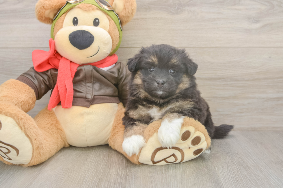 5 week old Mini Pomskydoodle Puppy For Sale - Lone Star Pups