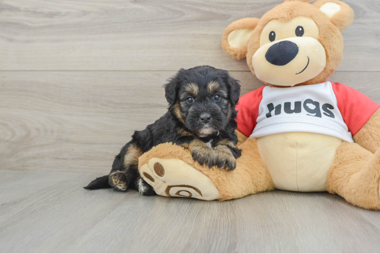 Adorable Mini Pomskydoodle Poodle Mix Puppy