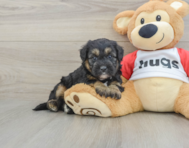 5 week old Mini Pomskydoodle Puppy For Sale - Lone Star Pups