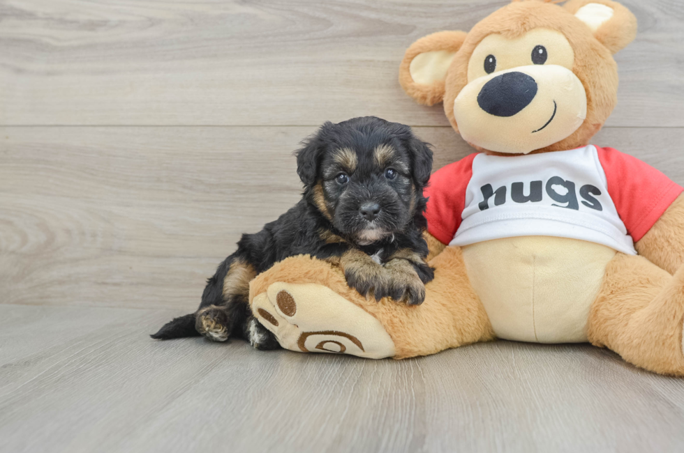5 week old Mini Pomskydoodle Puppy For Sale - Lone Star Pups