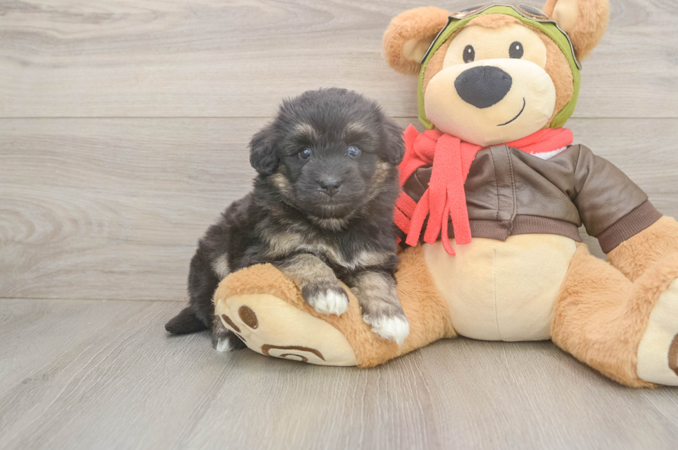 5 week old Mini Pomskydoodle Puppy For Sale - Lone Star Pups