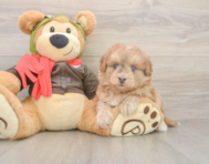 5 week old Mini Pomskydoodle Puppy For Sale - Lone Star Pups