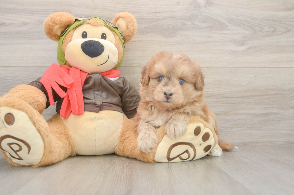 5 week old Mini Pomskydoodle Puppy For Sale - Lone Star Pups