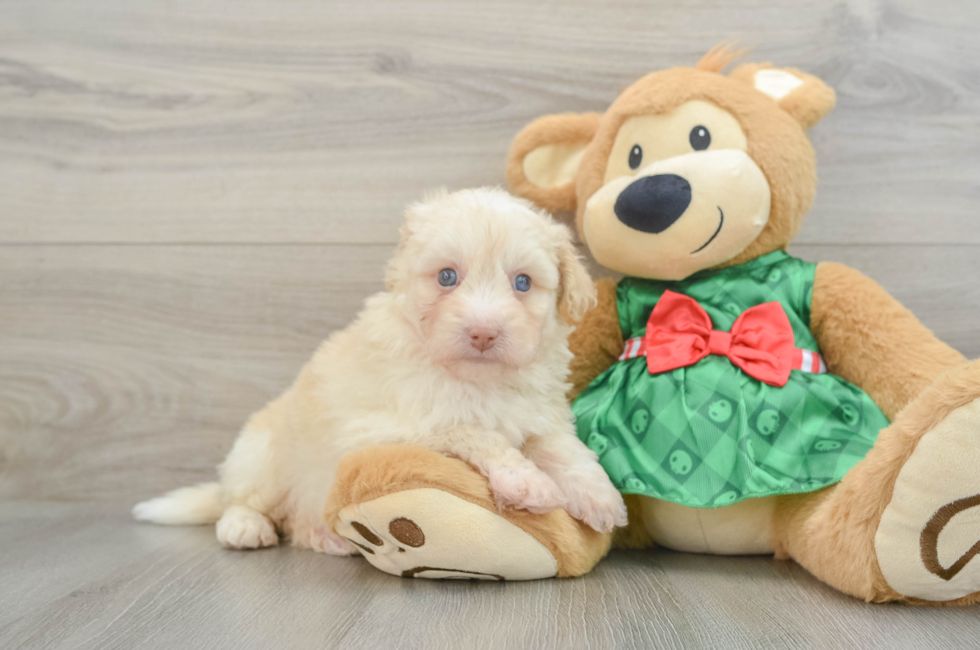 5 week old Mini Pomskydoodle Puppy For Sale - Lone Star Pups