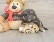 5 week old Mini Pomskydoodle Puppy For Sale - Lone Star Pups