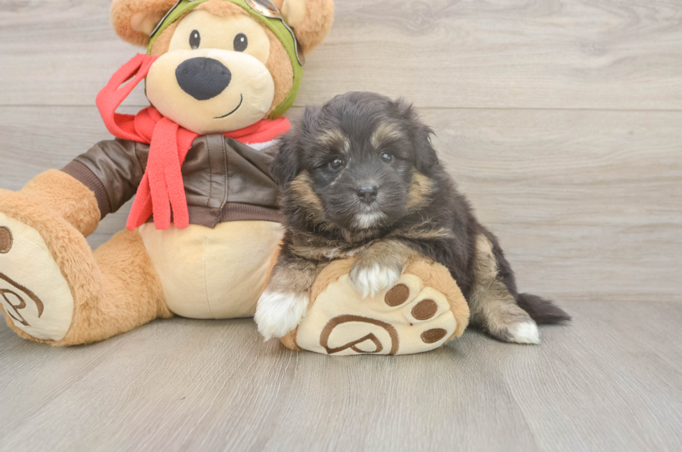 5 week old Mini Pomskydoodle Puppy For Sale - Lone Star Pups