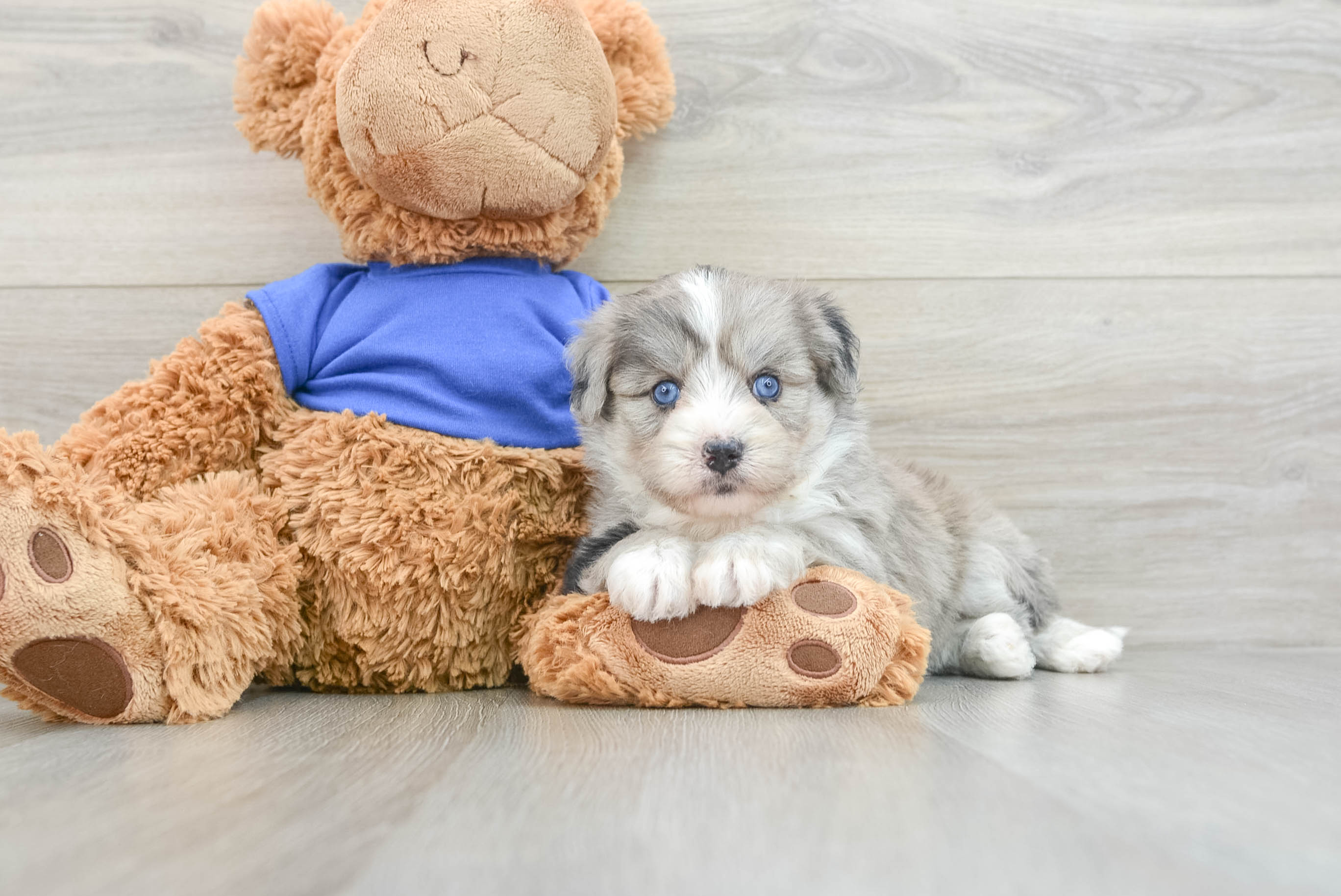 Popular Mini Pomskydoodle Apollo: 4lb 15oz Doodle Puppy