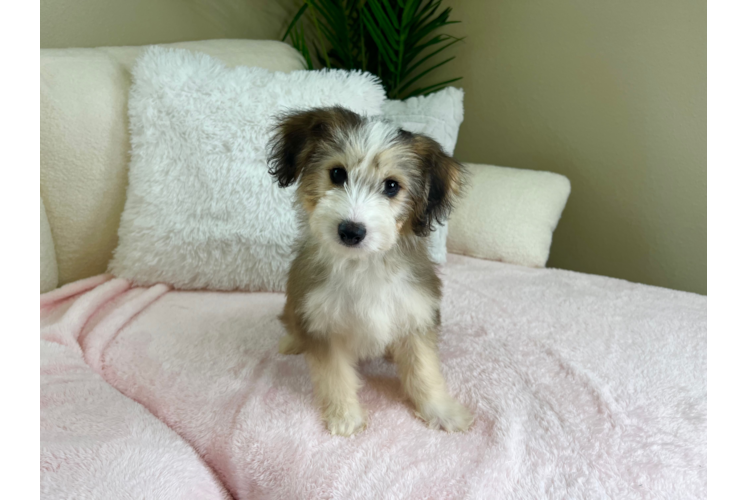 Popular Mini Pomskydoodle Poodle Mix Pup