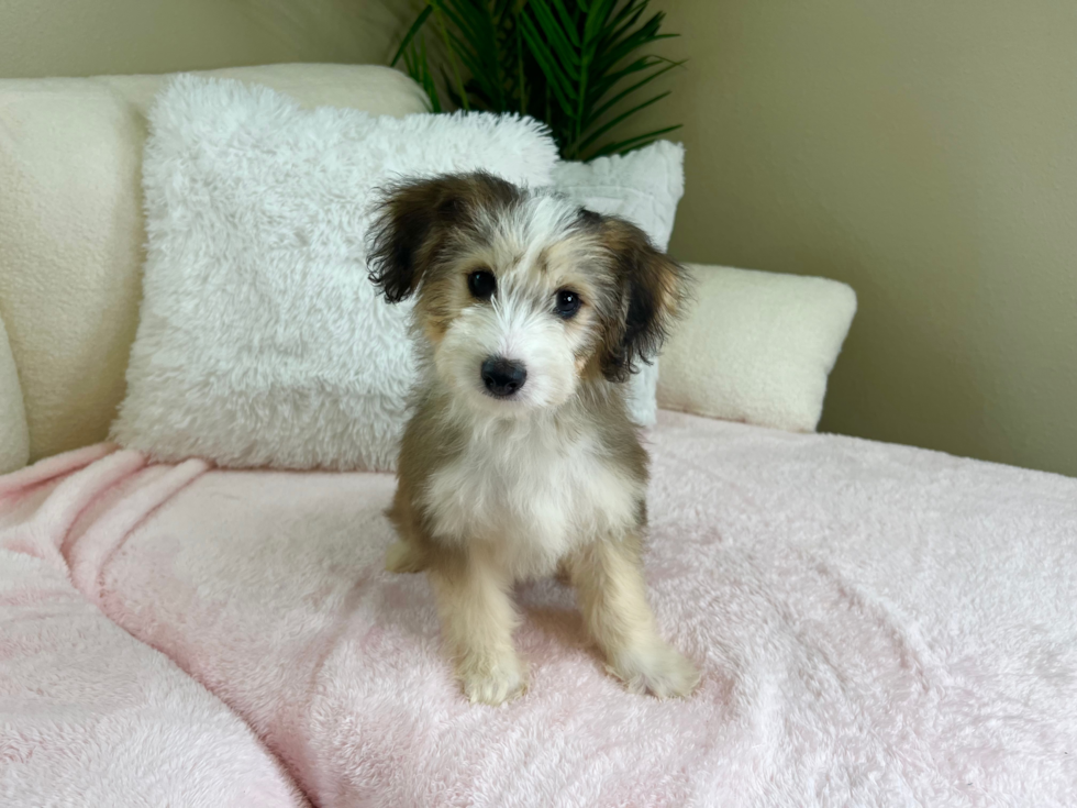 Popular Mini Pomskydoodle Poodle Mix Pup