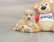 5 week old Mini Pomskydoodle Puppy For Sale - Lone Star Pups