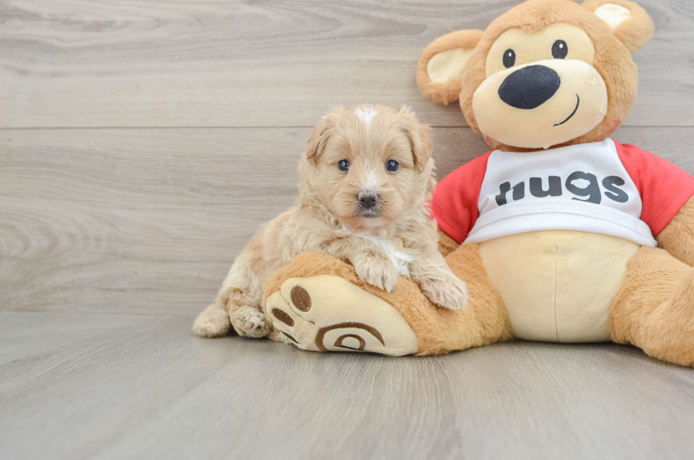 5 week old Mini Pomskydoodle Puppy For Sale - Lone Star Pups