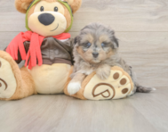 5 week old Mini Pomskydoodle Puppy For Sale - Lone Star Pups