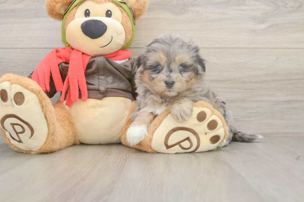 5 week old Mini Pomskydoodle Puppy For Sale - Lone Star Pups