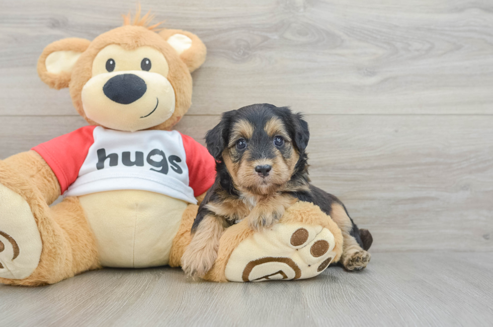 5 week old Mini Pomskydoodle Puppy For Sale - Lone Star Pups