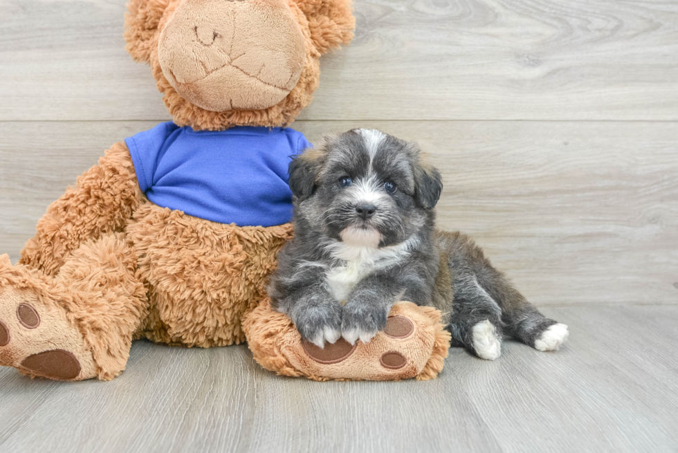 Adorable Mini Pomskydoodle Poodle Mix Puppy