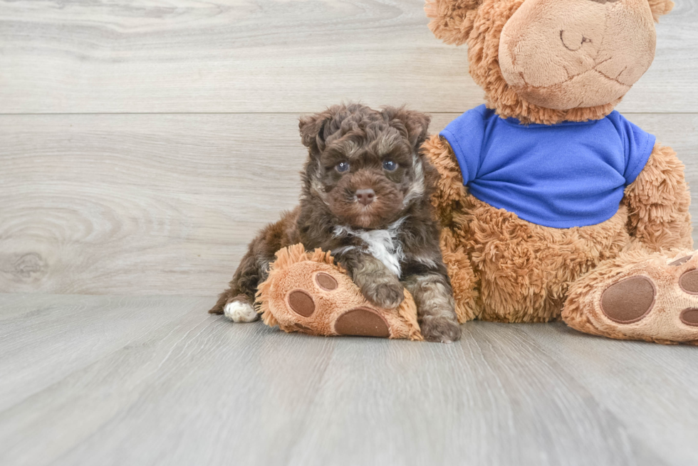Playful Mini Pomskydoodle Poodle Mix Puppy